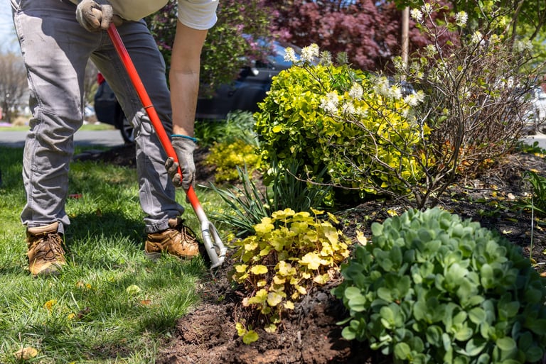 Man uses edging shovel to prepare flower bed for mulch, cutting sharp lines along edge of bed